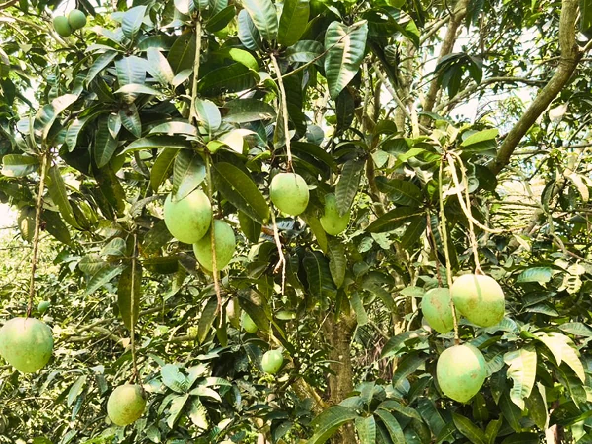 সাতক্ষীরার আম বাগান