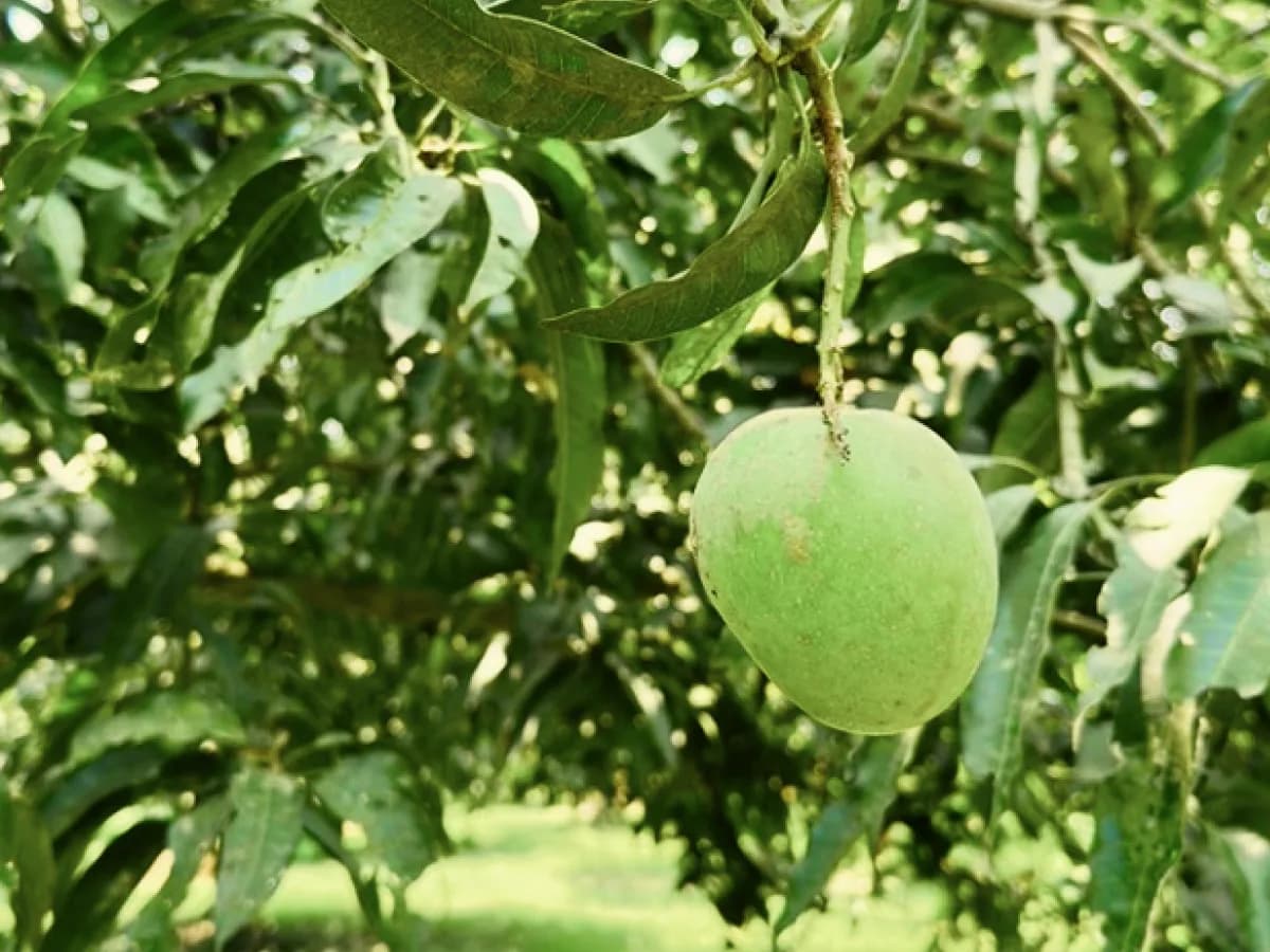 পাকা হিম সাগর আম